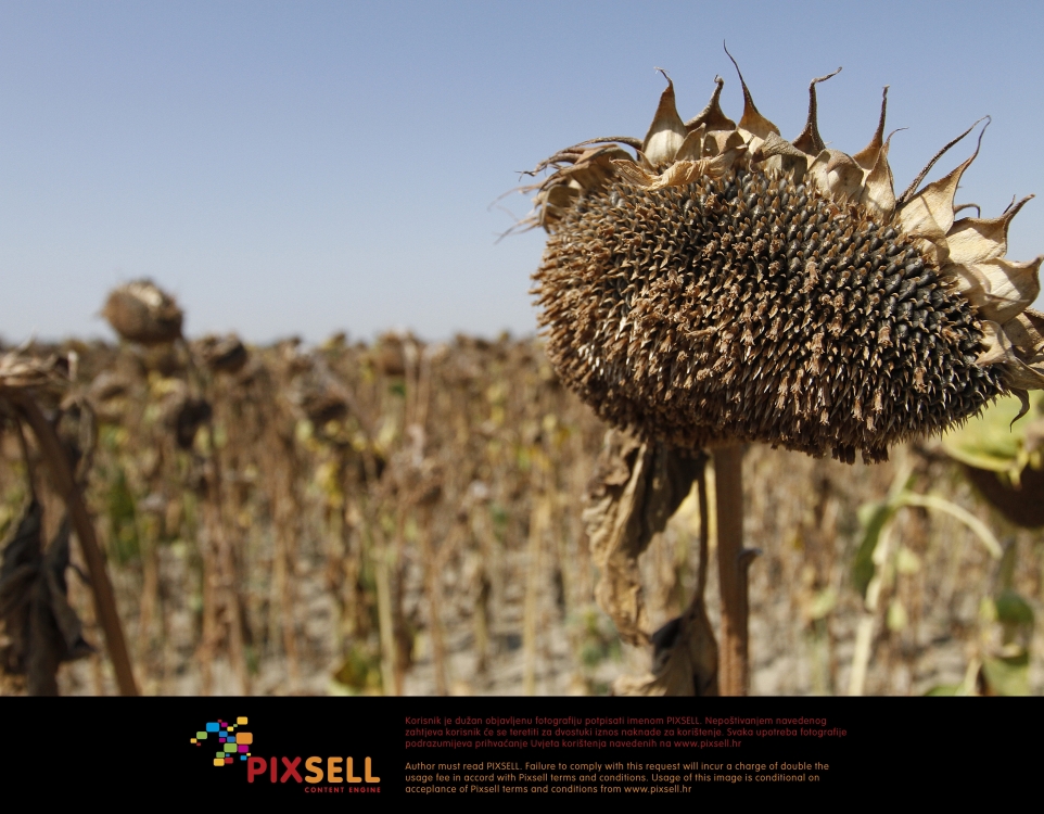 5910.osuseni suncokret